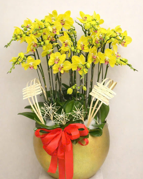 Lan Hồ Điệp: Chậu Lan Hồ Điệp Trường Thịnh   - LHĐ173