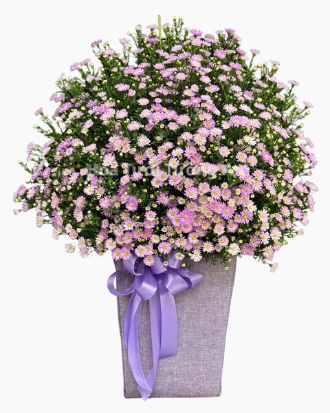Hộp Hoa Tươi: Hộp Hoa Thạch Thảo  - HH117