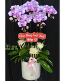  Chậu Lan Hồ Điệp Tím Mơ - LHĐ128 