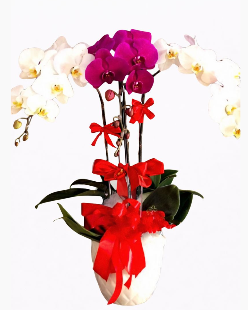  Chậu Hoa Lan Hồ Điệp Best Year - LHĐ14 - Flosa 