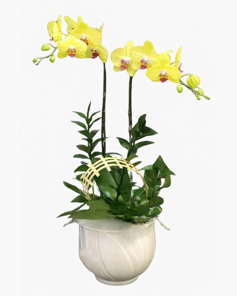Lan Hồ Điệp: Chậu Hoa Lan Hồ Điệp Vàng - LHĐ40