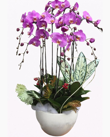 Chậu Hoa Lan Hồ Điệp - LHĐ03 - Flosa