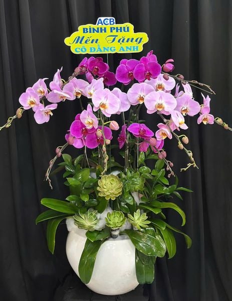 Lan Hồ Điệp: Chậu Lan Hồ Điệp Qúy Phái - LHĐ211