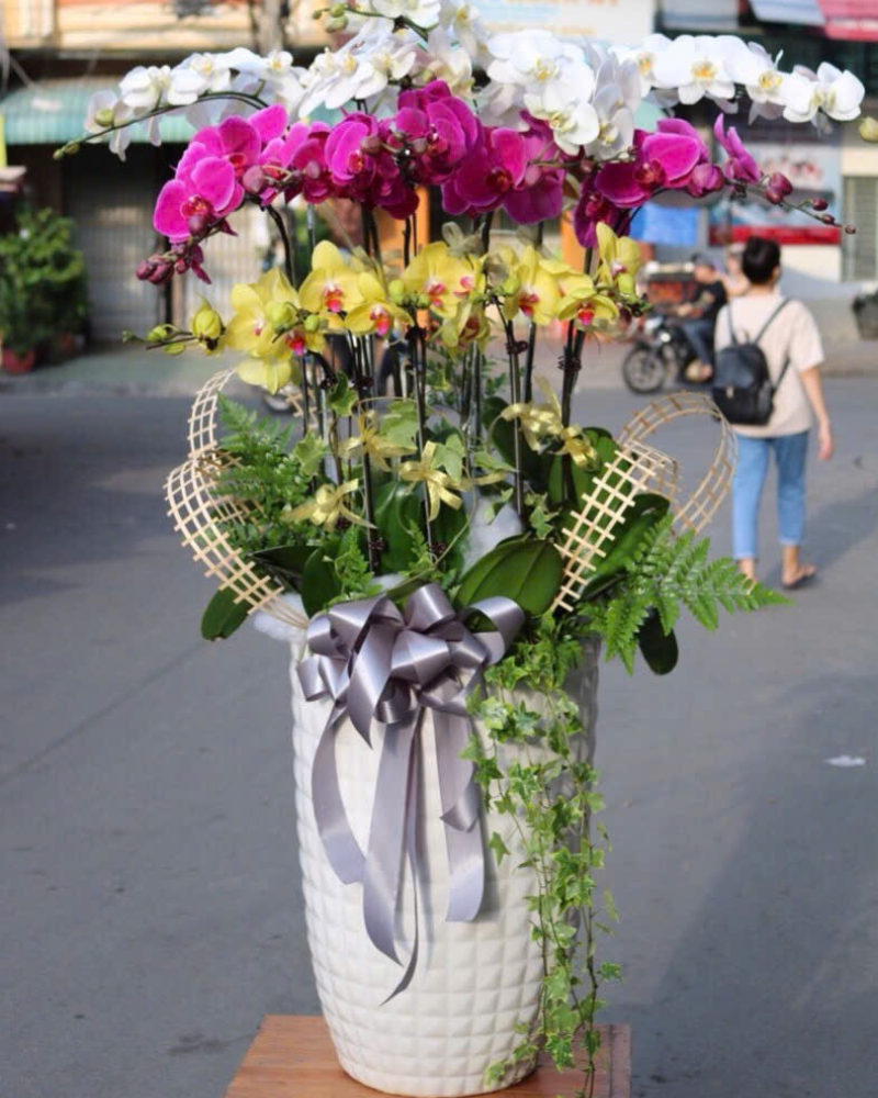  Chậu Lan Hồ Điệp Cát Hoa - LHĐ171 