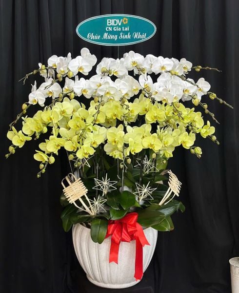 Lan Hồ Điệp: Chậu Lan Hồ Điệp Qúy Phái - LHĐ212