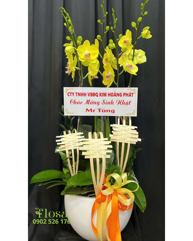  Chậu Lan Hồ Điệp Vàng Phát - LHĐ129 