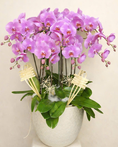 Lan Hồ Điệp: Chậu Lan Hồ Điệp Phát Tài - LHĐ174
