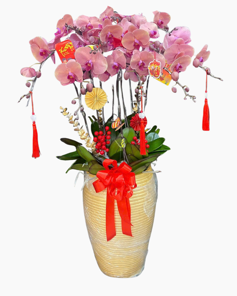 Lan Hồ Điệp: Chậu Lan Hồ Điệp Hưng Thịnh - LHĐ180