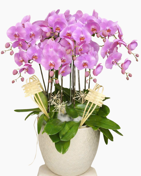 Lan Hồ Điệp: Chậu Lan Hồ Điệp Phát Tài - LHĐ174