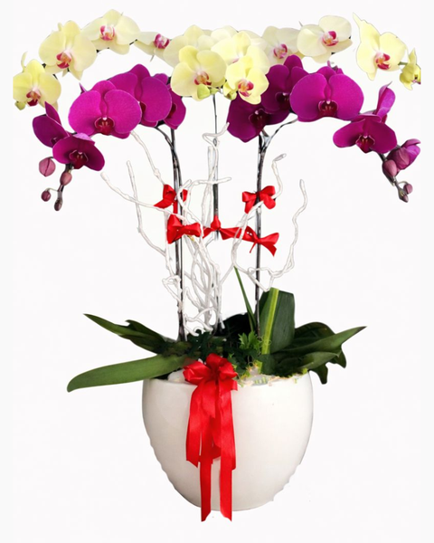 Lan Hồ Điệp: Chậu Lan Nữ Hoàng- LHĐ23