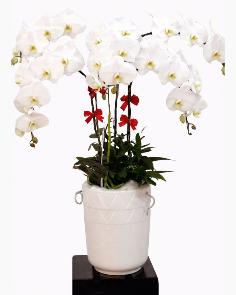 Chậu Hoa Lan Hồ Điệp Trắng - LHĐ20