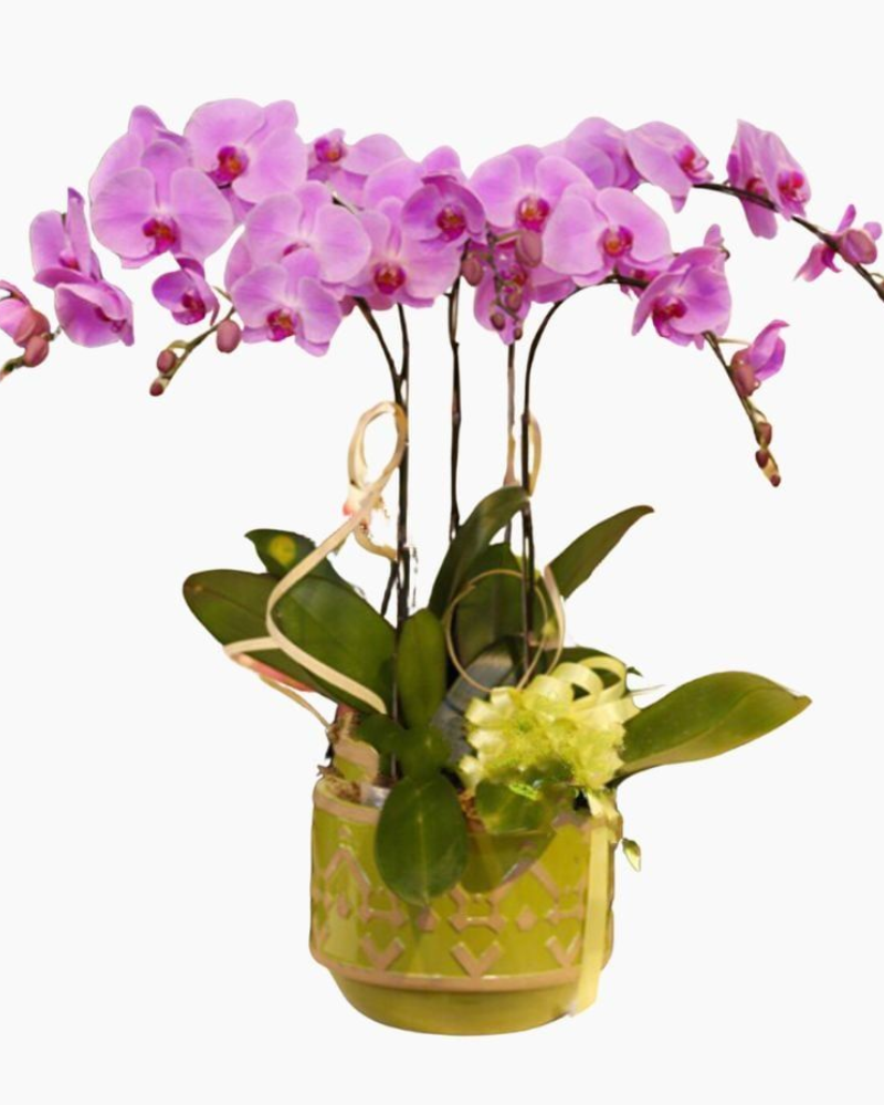 Chậu Hoa Lan Hồ Điệp Vanilla Butterfly - LHĐ19