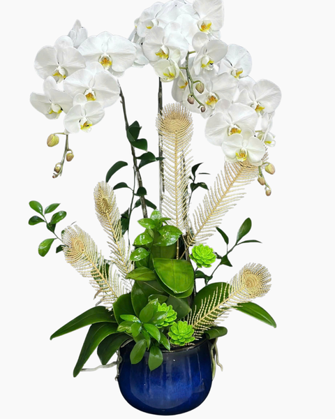 Lan Hồ Điệp: Chậu Lan Hồ Điệp Hồng Phúc - LHĐ181