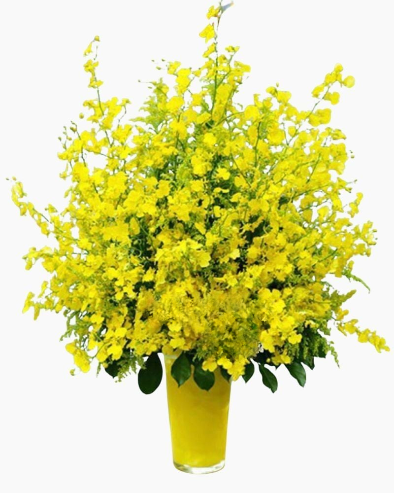 Bình Hoa Lan Vũ Nữ - HCB23 - Hoa tặng mẹ