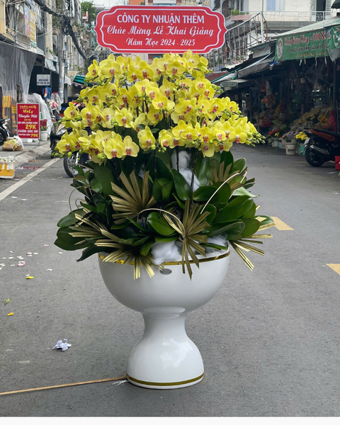 Lan Hồ Điệp: Chậu Lan Hồ Điệp Phú Thịnh  - LHĐ138