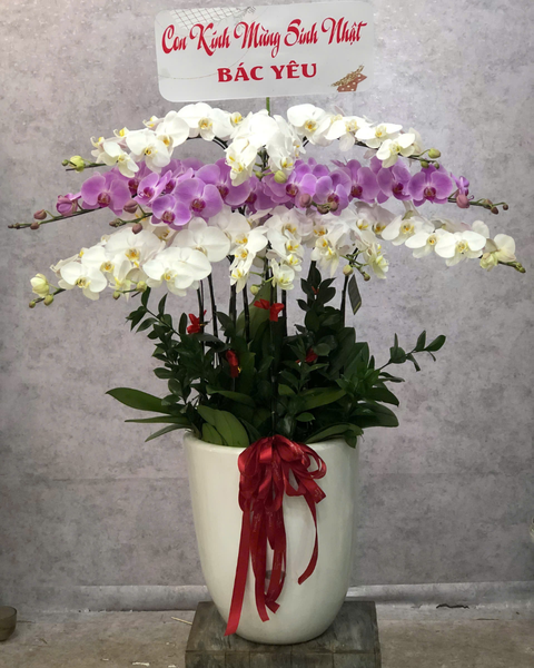 Lan Hồ Điệp: Chậu Lan Hồ Điệp Phúc Khang - LHĐ153