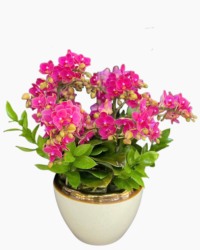 Chậu Lan Hồ Điệp Cưng Yêu - LHĐ209