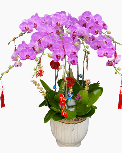 Lan Hồ Điệp: Chậu Lan Hồ Điệp Đại Lợi - LHĐ181