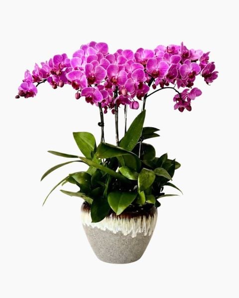 Lan Hồ Điệp: Chậu Lan Hồ Điệp Tử Vân Thịnh Vượng - LHD244