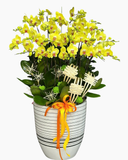  Chậu Lan Hồ Điệp Cát Tường  - LHĐ139 