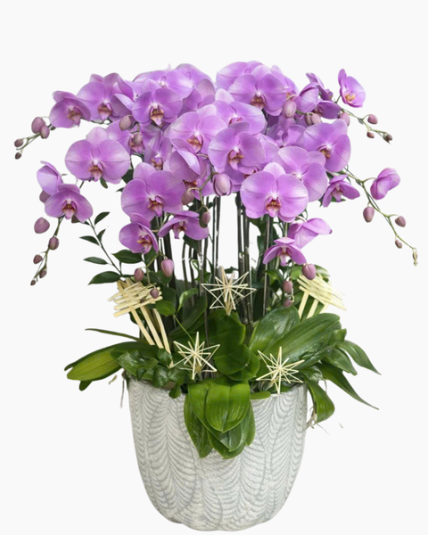 Lan Hồ Điệp: Chậu Lan Hồ Điệp Phú Qúy - LHĐ177