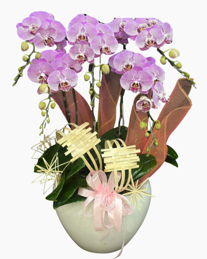  Chậu Lan Hồ Điệp Thăng Hoa-LHĐ117 