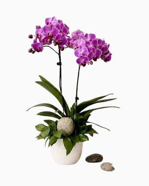 Lan Hồ Điệp: Chậu Lan Hồ Điệp Tử Ngọc Cát Tường - LHD246