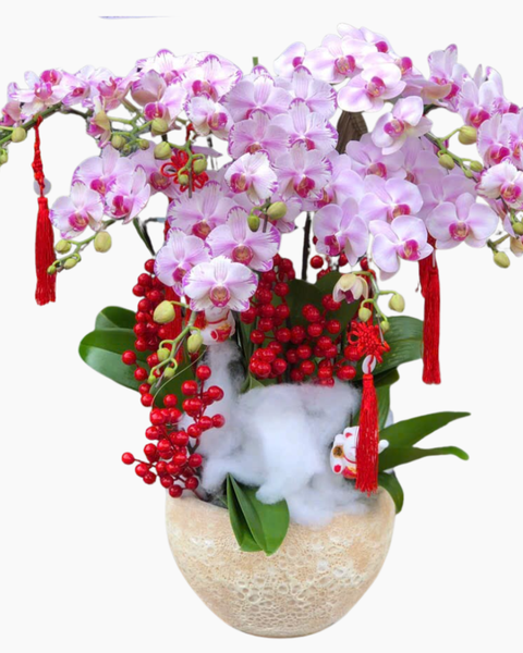 Lan Hồ Điệp: Chậu Lan Hồ Điệp Hồng Phát - LHĐ143