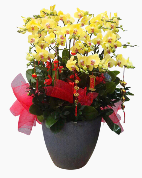 Lan Hồ Điệp: Chậu Lan Hồ Điệp Phú Quý - LHĐ156