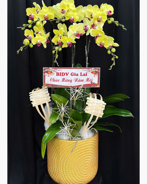 Lan Hồ Điệp: Chậu Lan Hồ Điệp Kim Điệp - LHĐ185