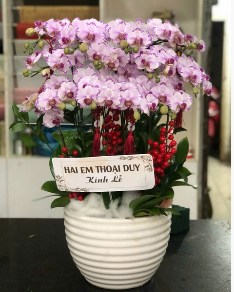 Lan Hồ Điệp: Chậu Lan Hồ Điệp Phú Quý - LHĐ142