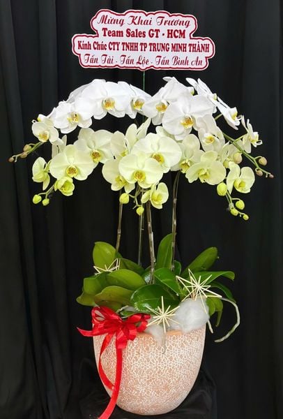 Lan Hồ Điệp: Chậu Lan Hồ Điệp Như Ý - LHĐ195