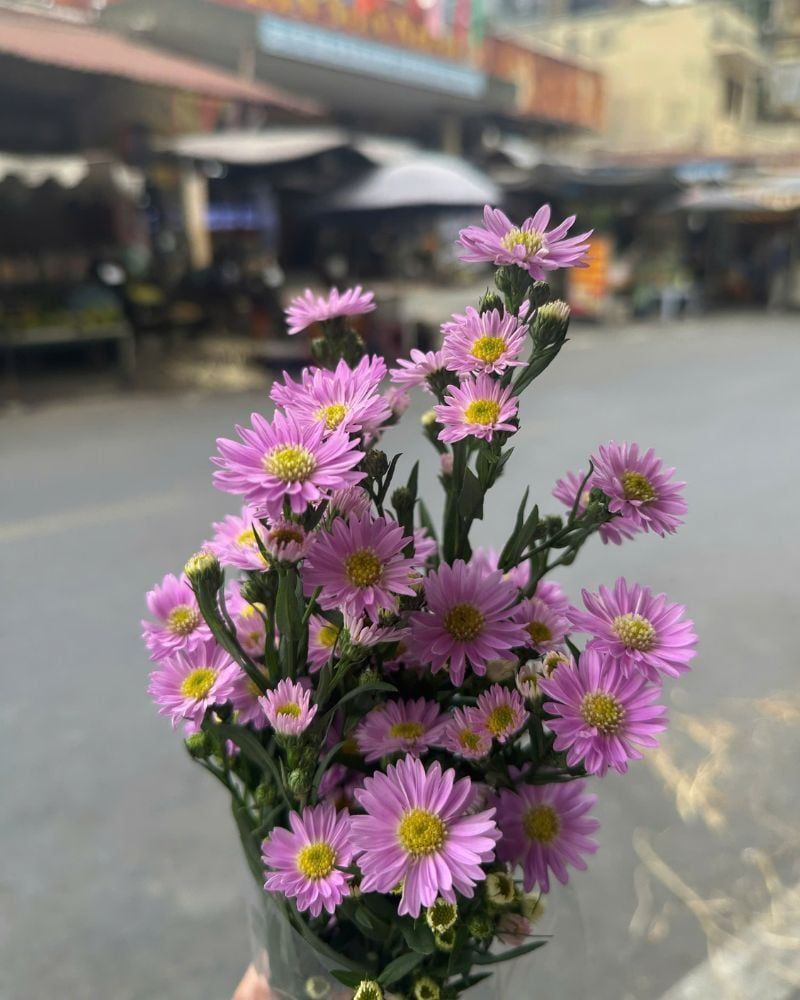  Hoa Thạch Thảo Tím - HCC02 