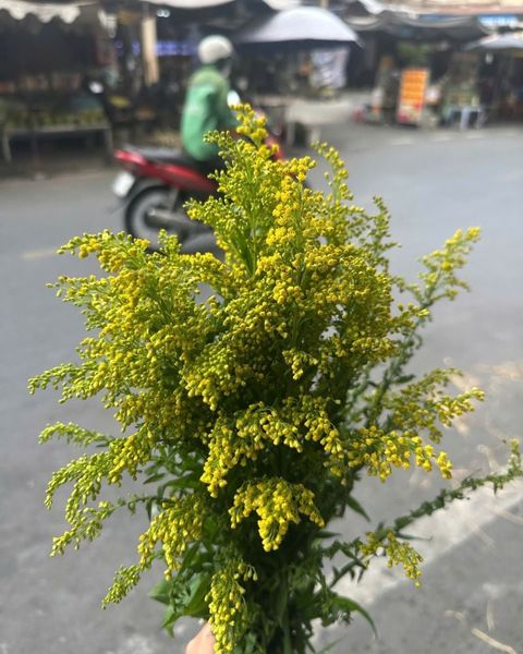 Hoa Cắt Cành: Hoa Vành Anh - HCC07