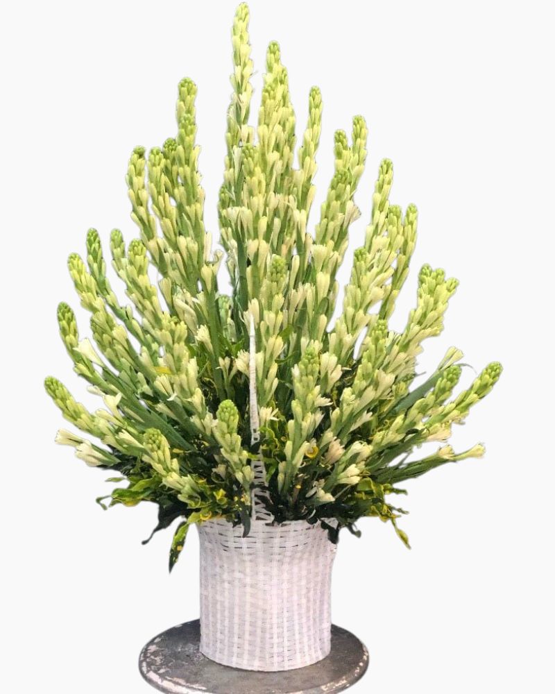 Giỏ Hoa Huệ Trắng - GHV13 - Giỏ Hoa Viếng