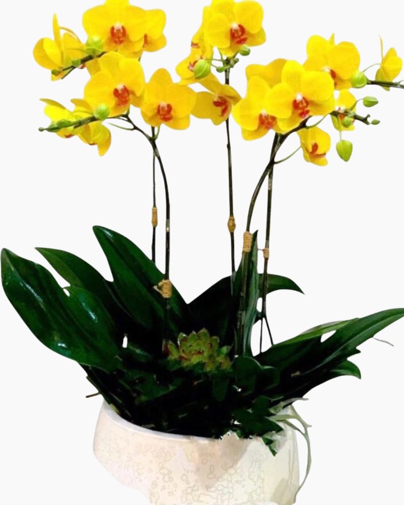 Chậu Hoa Lan Hồ Điệp Vàng Glorious - LHĐ22