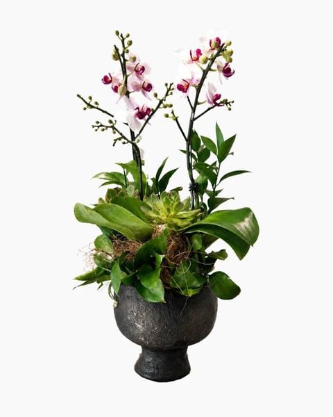 Lan Hồ Điệp: Chậu Lan Hồ Điệp Bạch Lan Cát Tường - LHD232