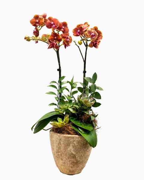 Lan Hồ Điệp: Chậu Lan Hồ Điệp Ánh Dương Cát Tường - LHD231