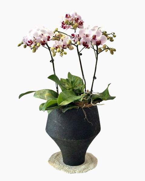 Lan Hồ Điệp: Chậu Lan Hồ Điệp Bạch Hồng Cát Tường - LHD250