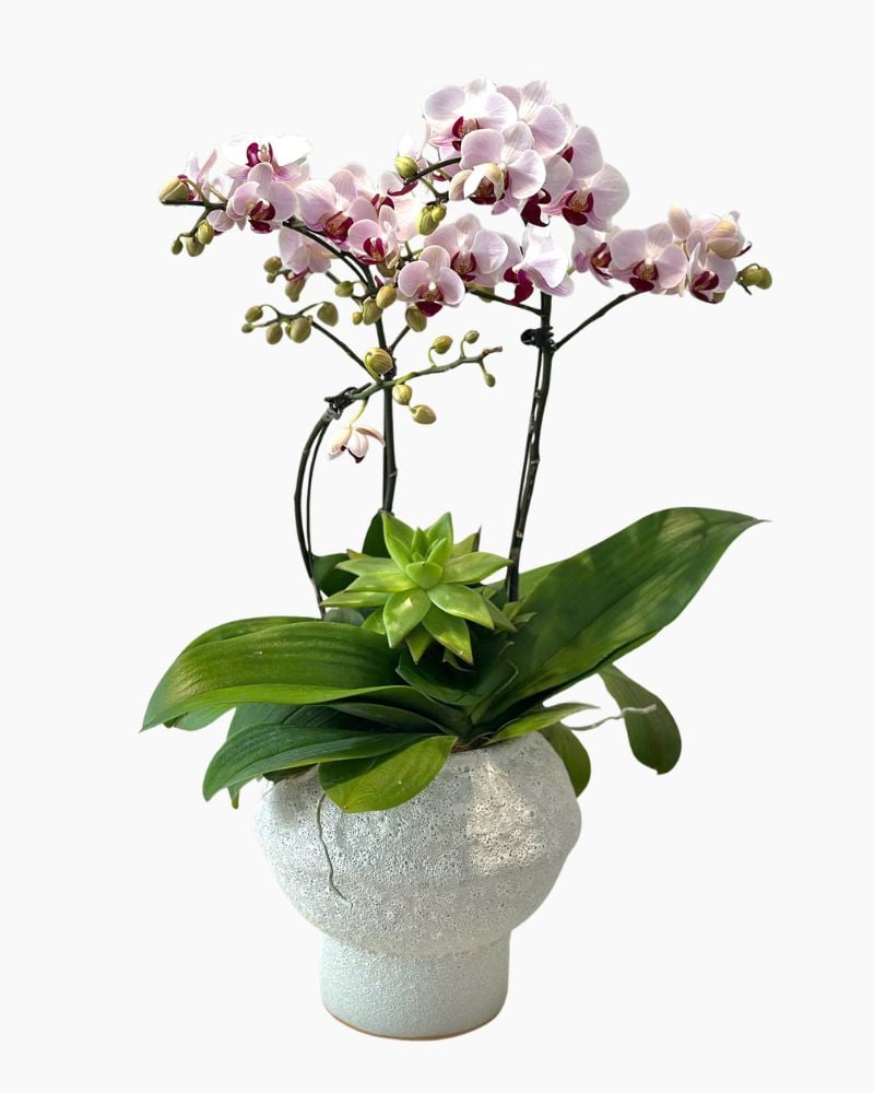 Chậu Lan Hồ Điệp Bạch Hồng An Nhiên - LHD251
