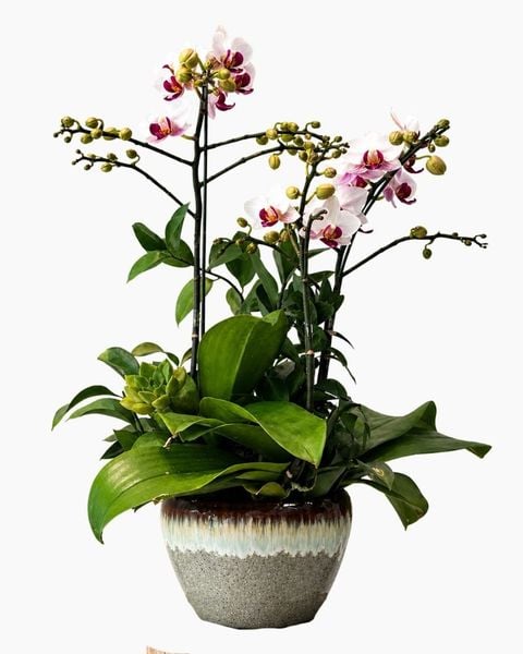 Lan Hồ Điệp: Chậu Lan Hồ Điệp Ngọc Lan Thịnh An - LHD233