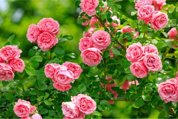 Hoa hồng phấn tượng trưng cho sự ngọt ngào, mơ mộng
