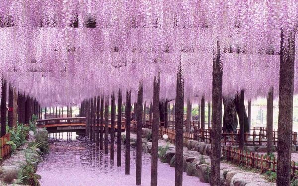 Vào buổi tối, toàn bộ công viên được thắp sáng trông rất ma mị