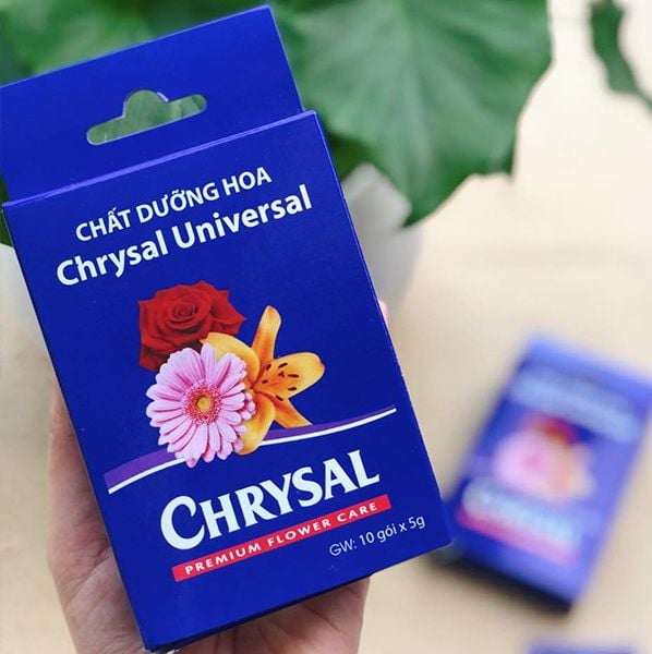 https://file.hstatic.net/200000427529/file/5gbntviw chrysal