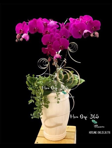 Bình cắm hoa 20/11 lan hồ điệp