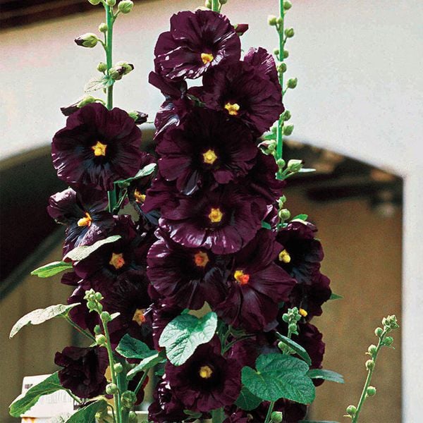 (Black Beauty Hollyhock) siêu quý hiếm