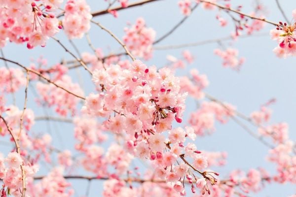 Hoa anh đào biểu tượng của nước Nhật Bản