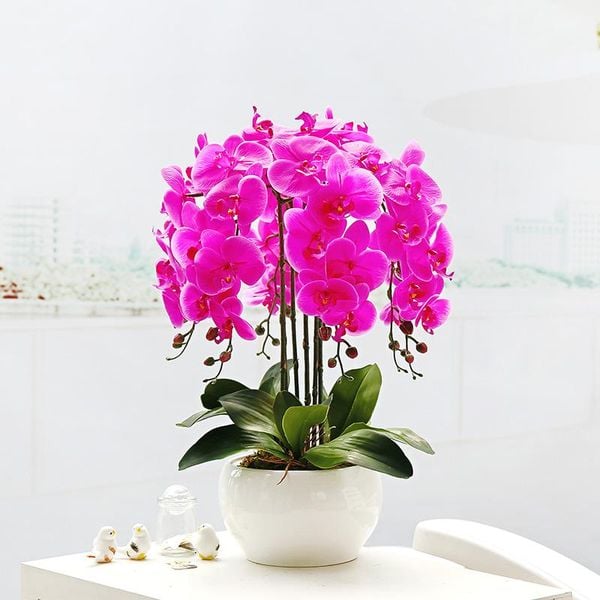 Phalaenopsis Orchids tím cũng rất được lòng các Phật tử trong mùa lễ Phật Đản đấy nhé!