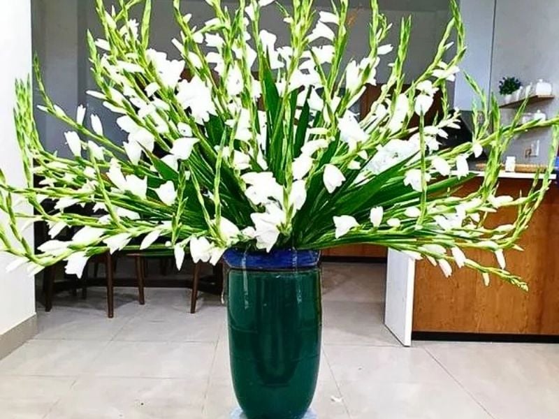 Hoa lay ơn cam