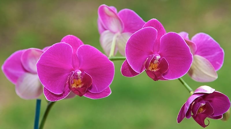 Lan tím tượng trưng cho nét đẹp của sự mạnh mẽ, độc lập nhưng không kém phần quyến rũ, kiêu sa.